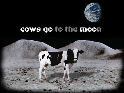 Cows Go Moo
